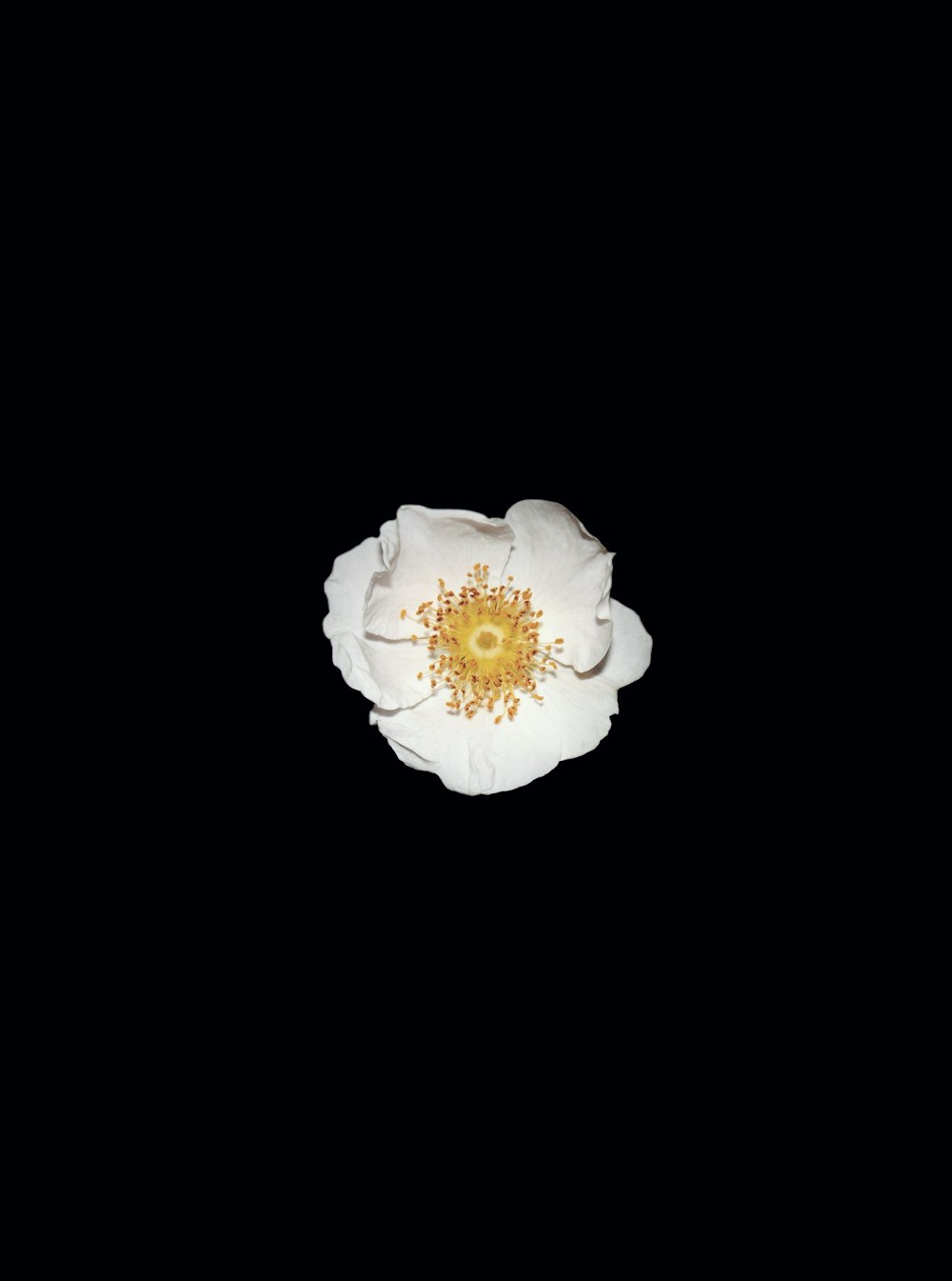 a white flower with a yellow center on a black background