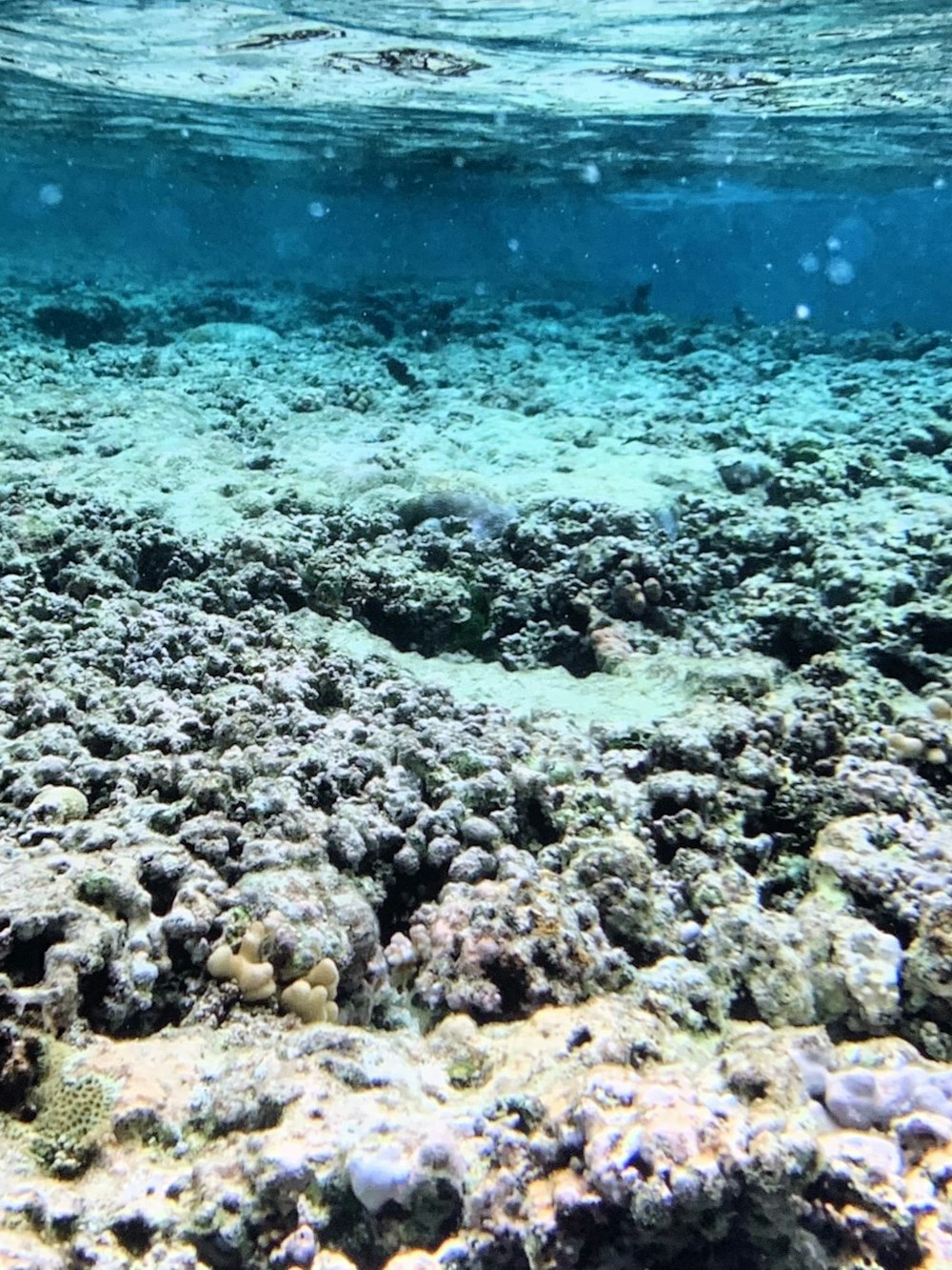 grey corals underwater