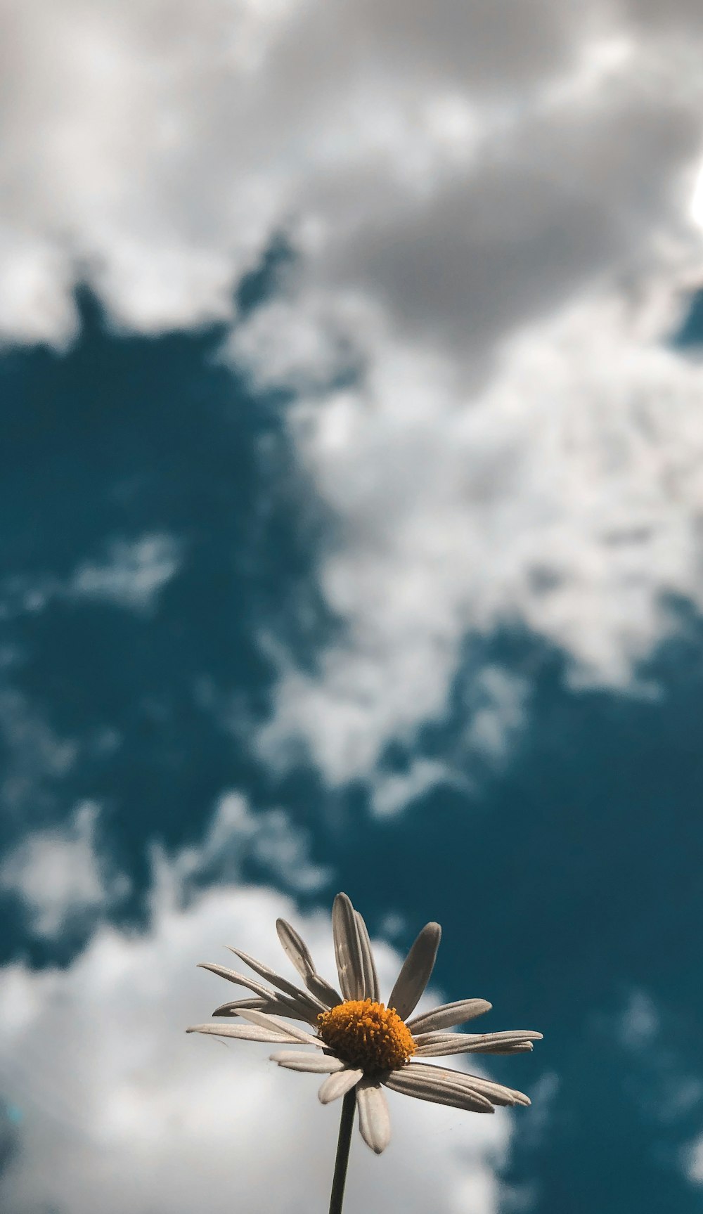 a single daisy in front of a cloudy sky