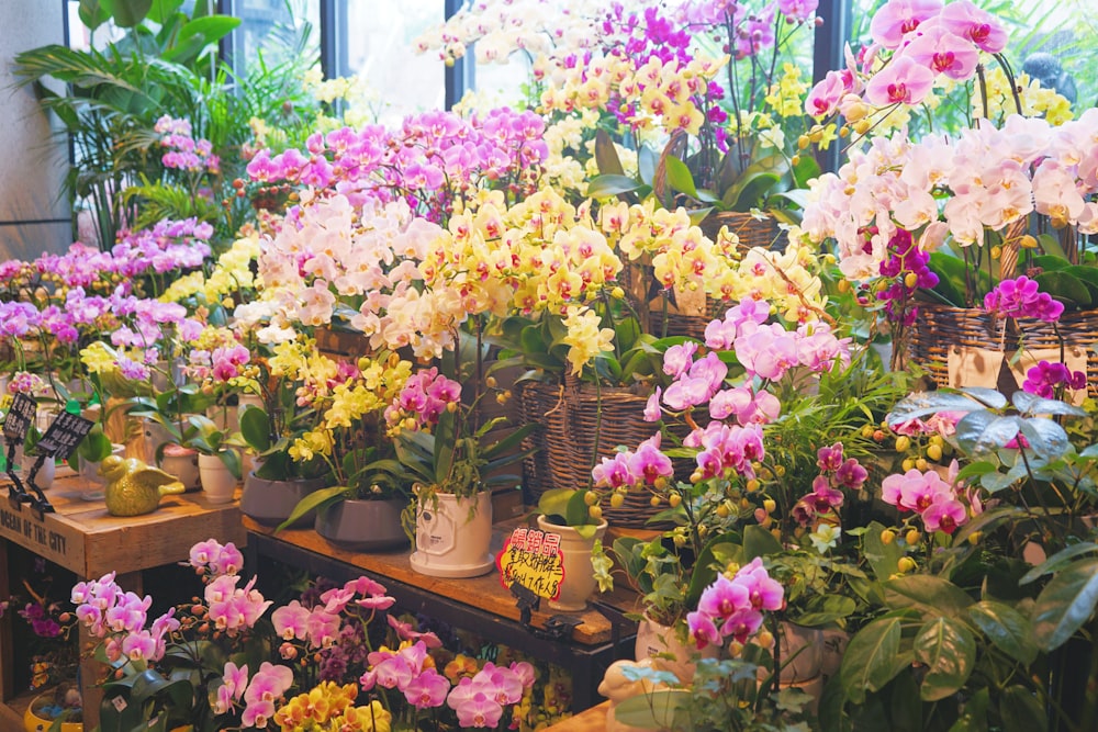 yellow and pink flowers