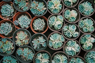 A variety of succulents arranged neatly in small, round pots with rich green and blueish hues. The pots are placed close together, creating a visually pleasing and organized pattern. Each succulent possesses a rosette shape with plump leaves, displaying subtle variations in color and size.