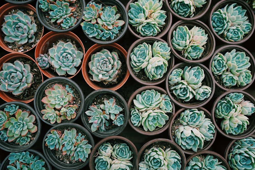 green succulent plants