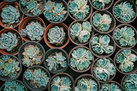 A variety of succulents arranged neatly in small, round pots with rich green and blueish hues. The pots are placed close together, creating a visually pleasing and organized pattern. Each succulent possesses a rosette shape with plump leaves, displaying subtle variations in color and size.