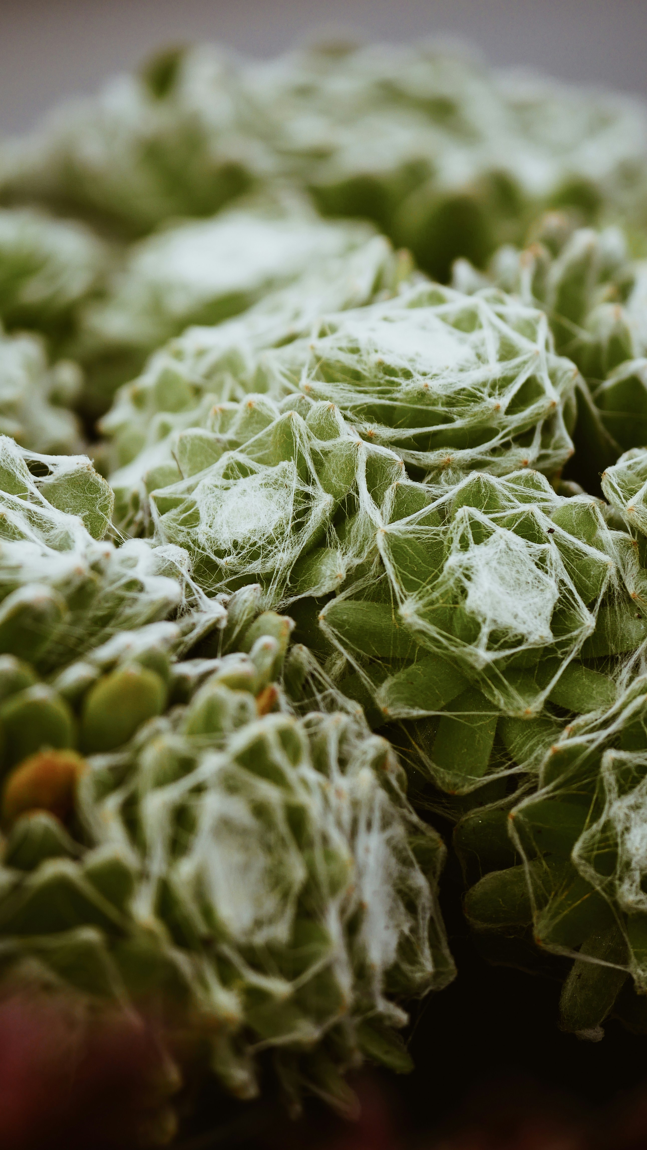 green vegetable