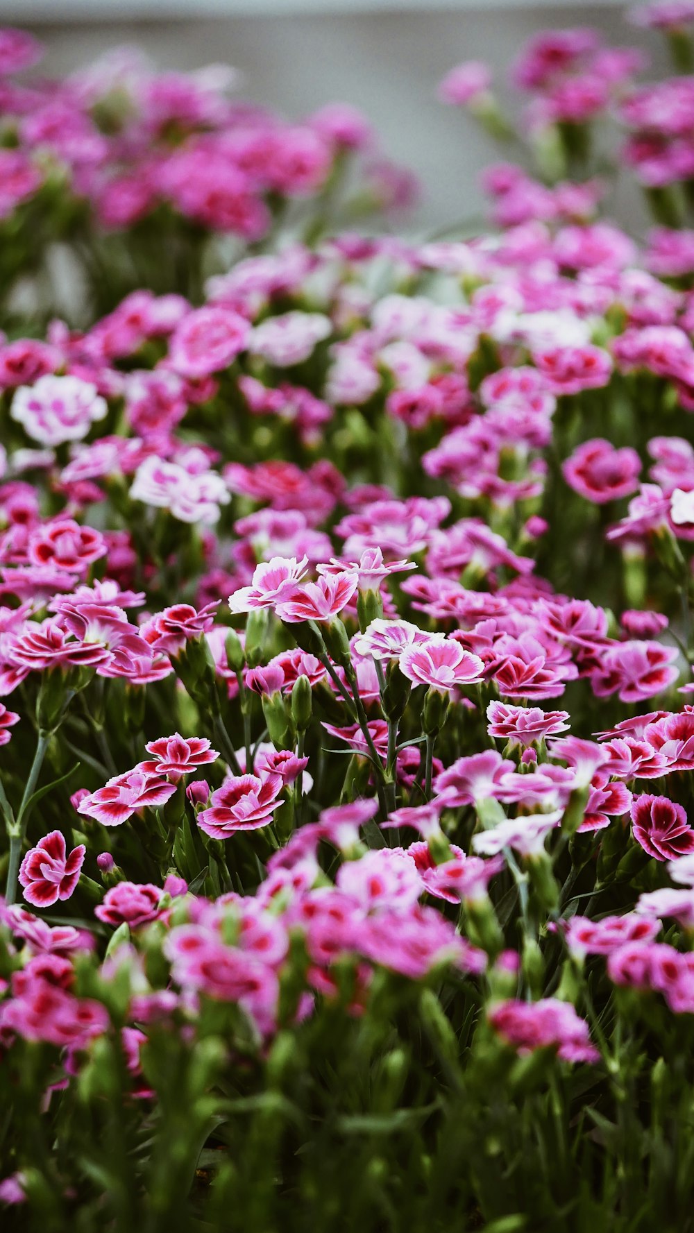 pink petaled flowers