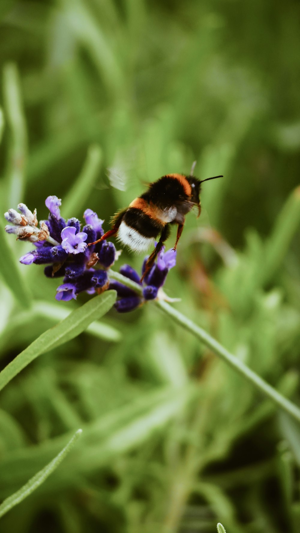 selective focus photography of bee hovering on purple flower during daytime