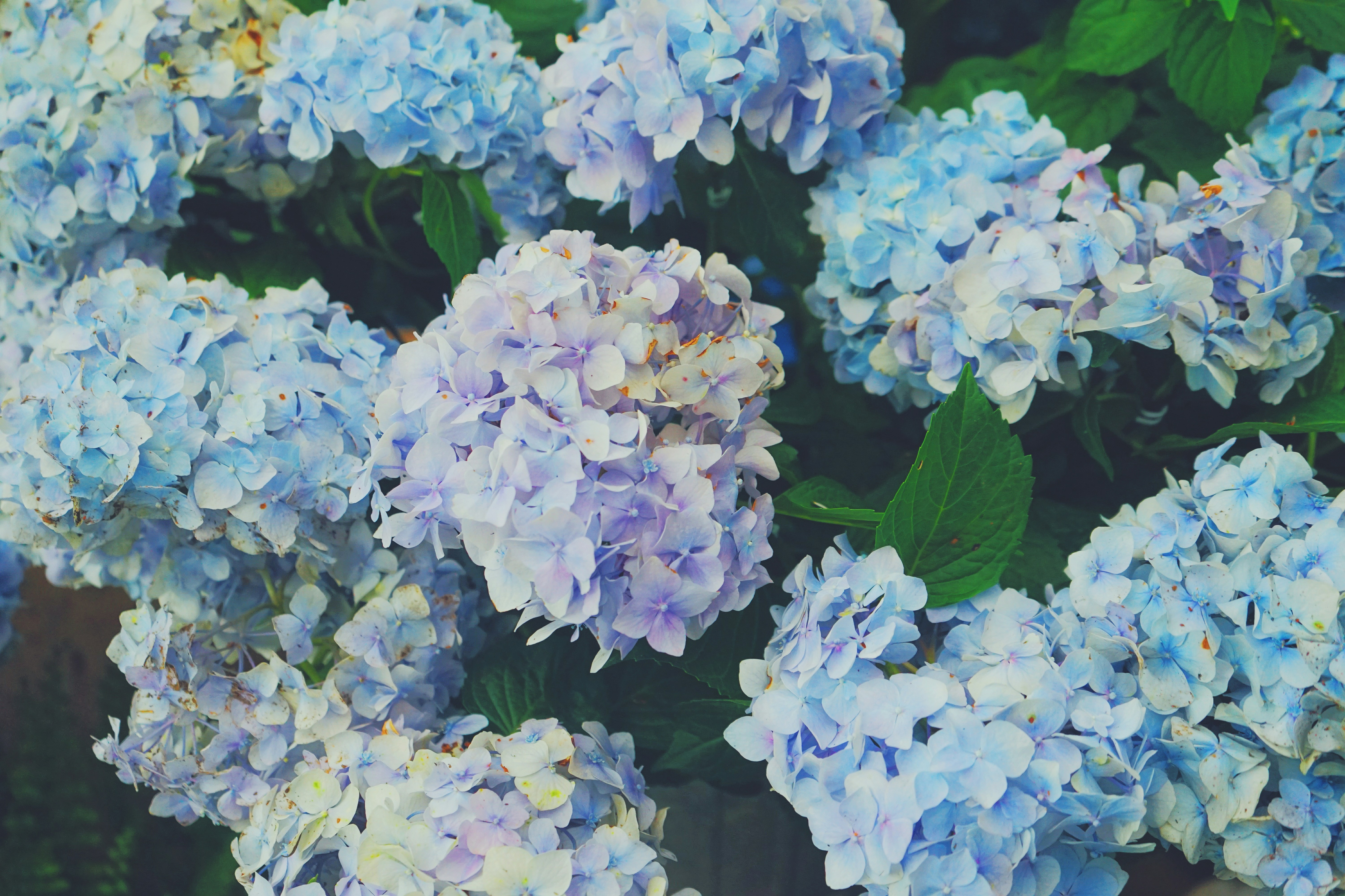 multicolored flowers in bloom