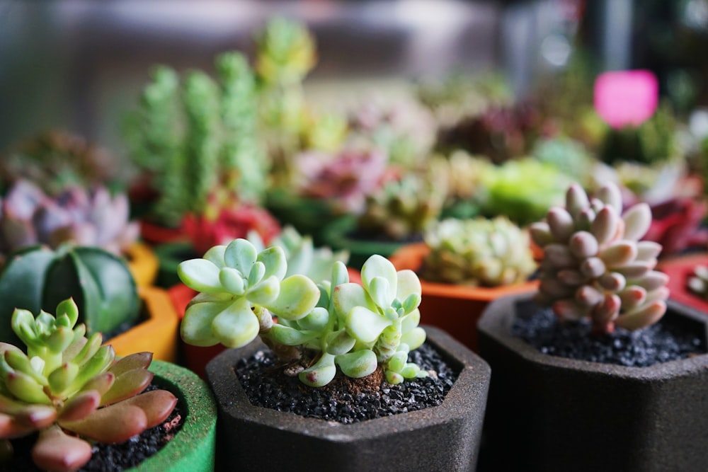 green and brown succulent plants