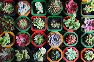 assorted-color succulent plants