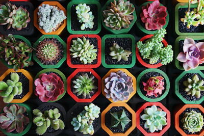 Succulents India — Echeveria Haworthia Kalanchoe Complete Guide