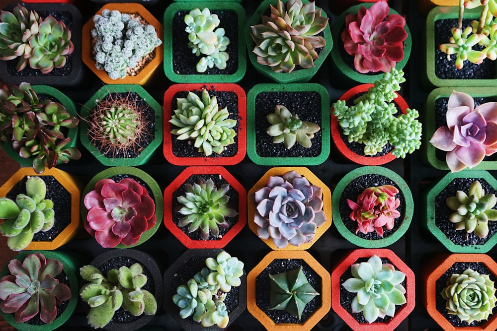 assorted-color succulent plants