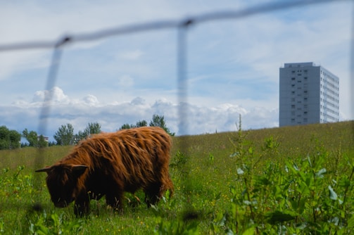 A brown, long-haired cow is grazing in a green meadow with various plants around. In the background, there are several trees and a tall, gray building, presumably an apartment complex. The scene is captured through a wire fence, which is slightly visible in the foreground. The sky above is mostly clear with a few clouds.