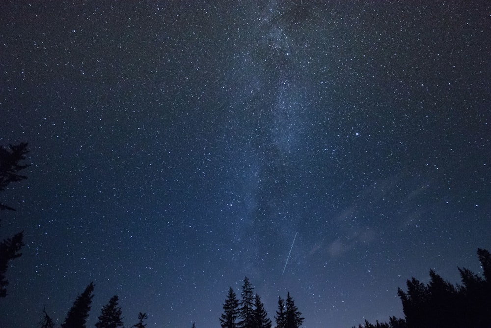 green trees and stars