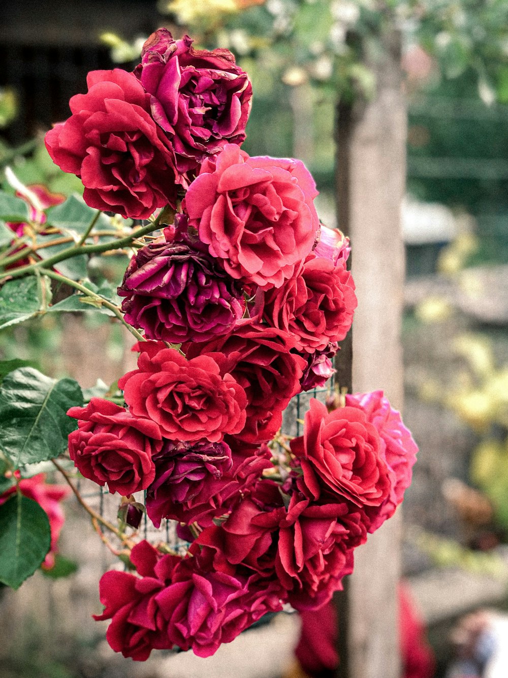 red flowers