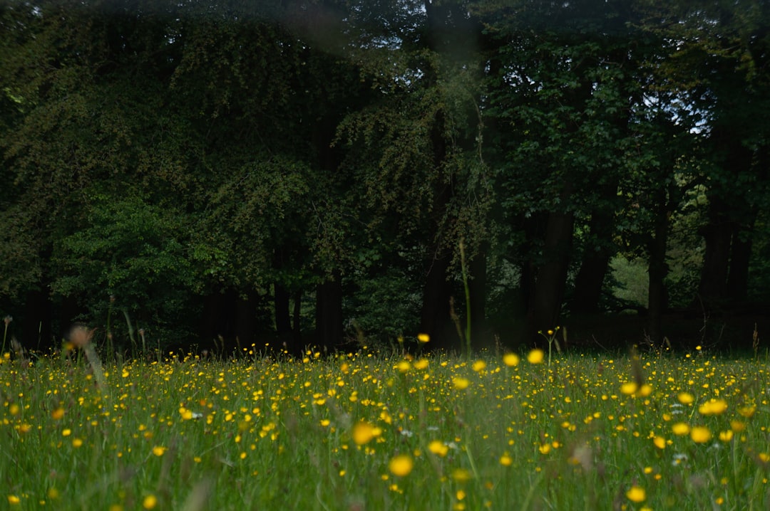 yellow petaled flowers near tree