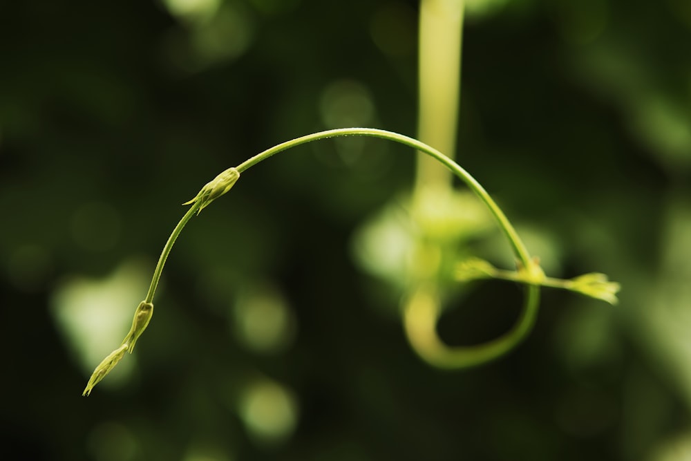 selective focus photography of green plant during daytime