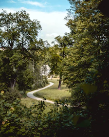 Winding nature trails surrounded by lush greenery near the homestay.