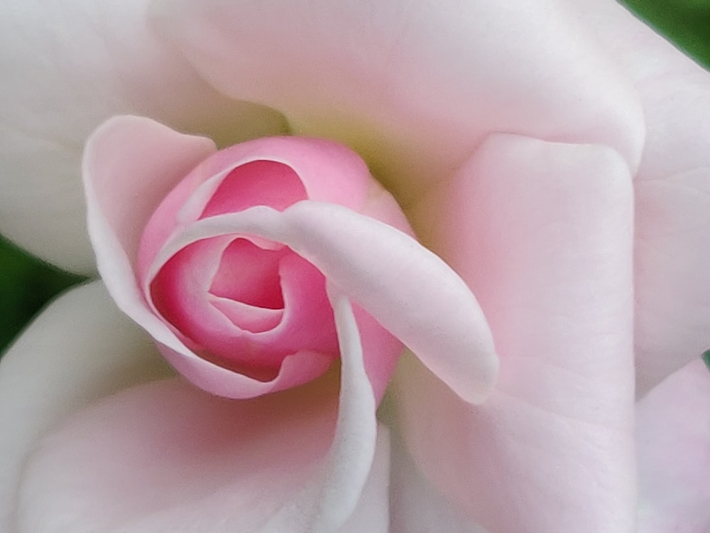 selective focus photo of pink rose