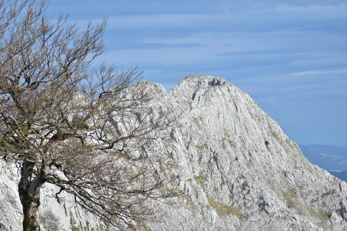 A bare tree in front of a pale limestone peak in the Basque Country