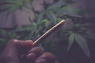 Close-up of a hand holding a perfectly rolled joint with a blurred cityscape background.