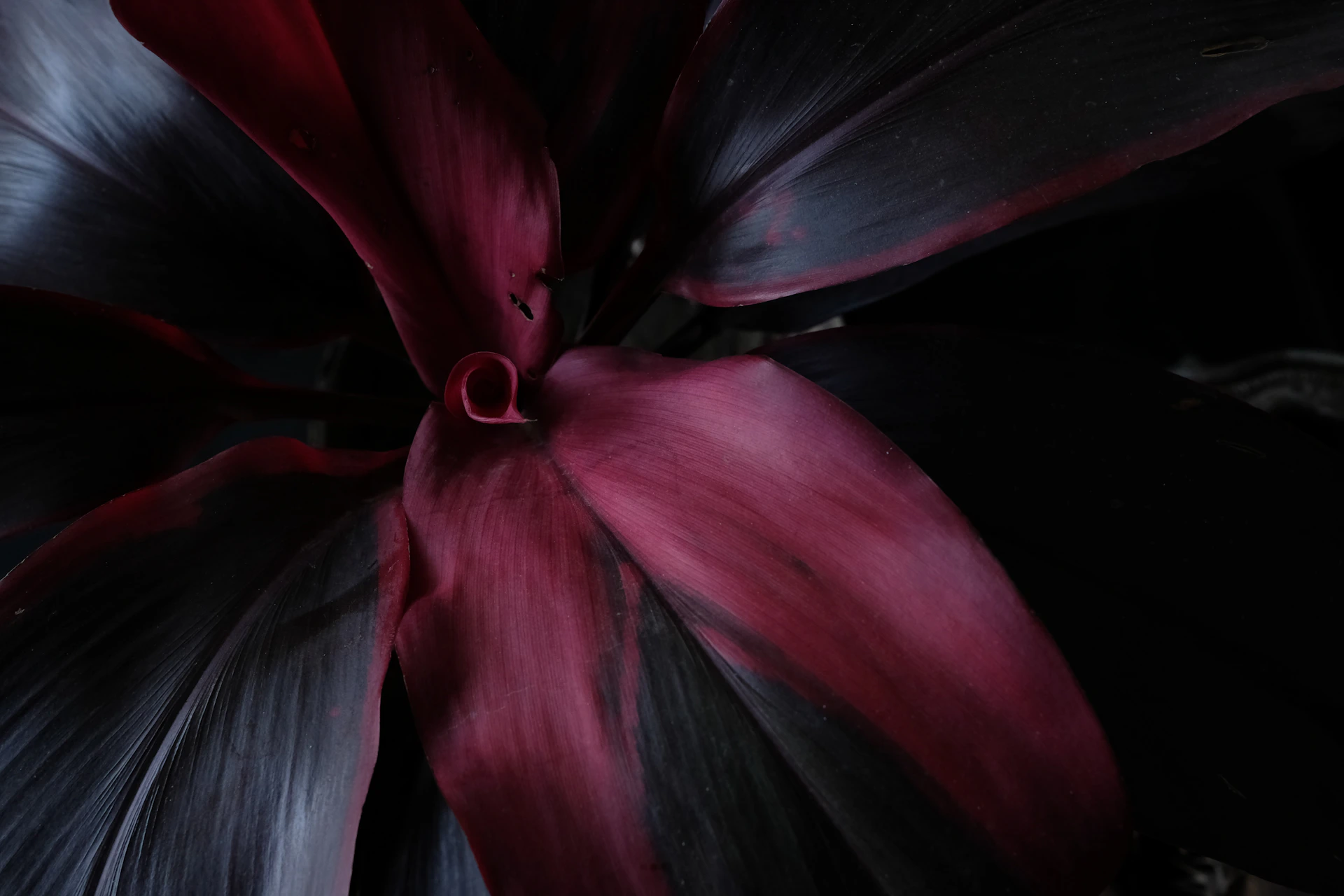 red-leaf plant