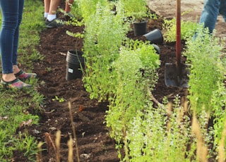 girl wearing blue shirt planting plants