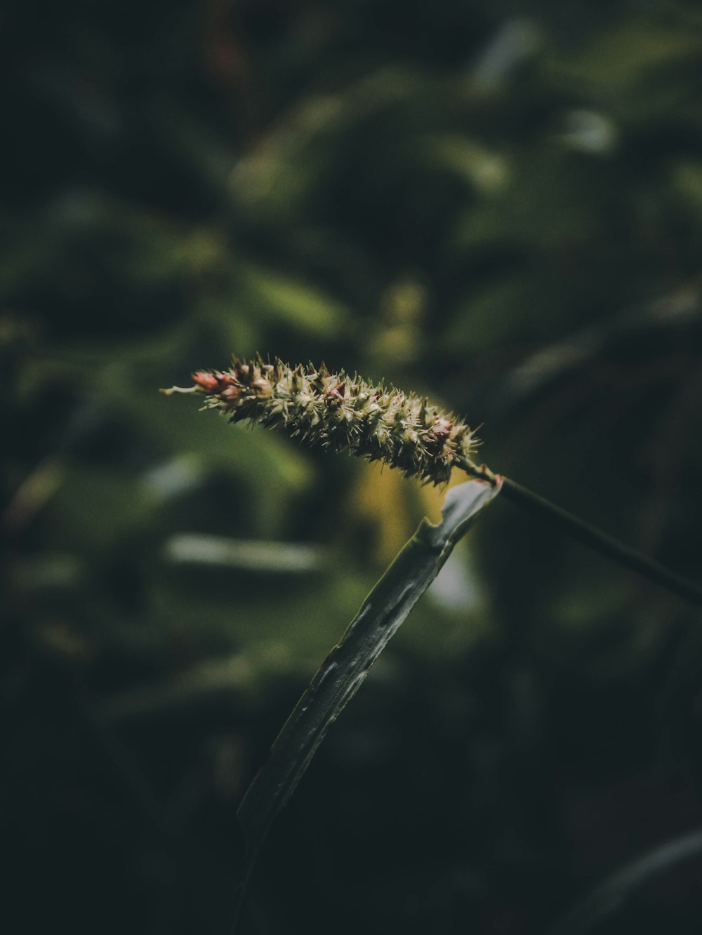 green leafed plant