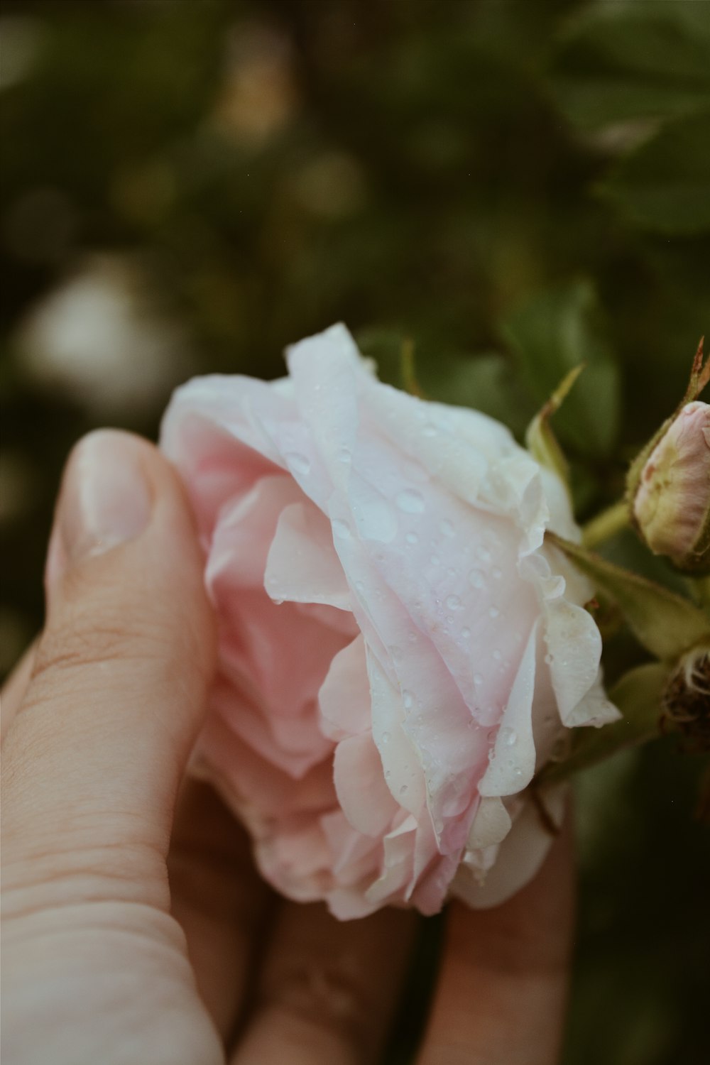 pink petaled flower