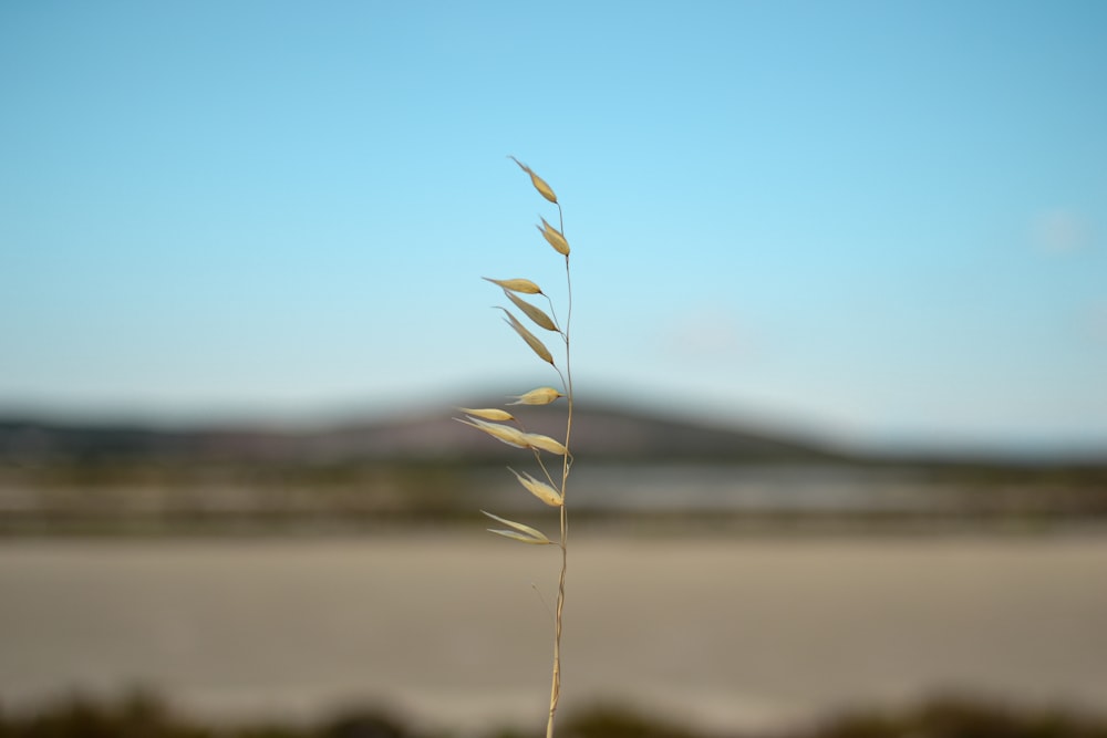 selective focus photography of plant