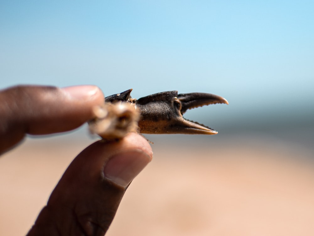 a person holding a tiny animal in their hand