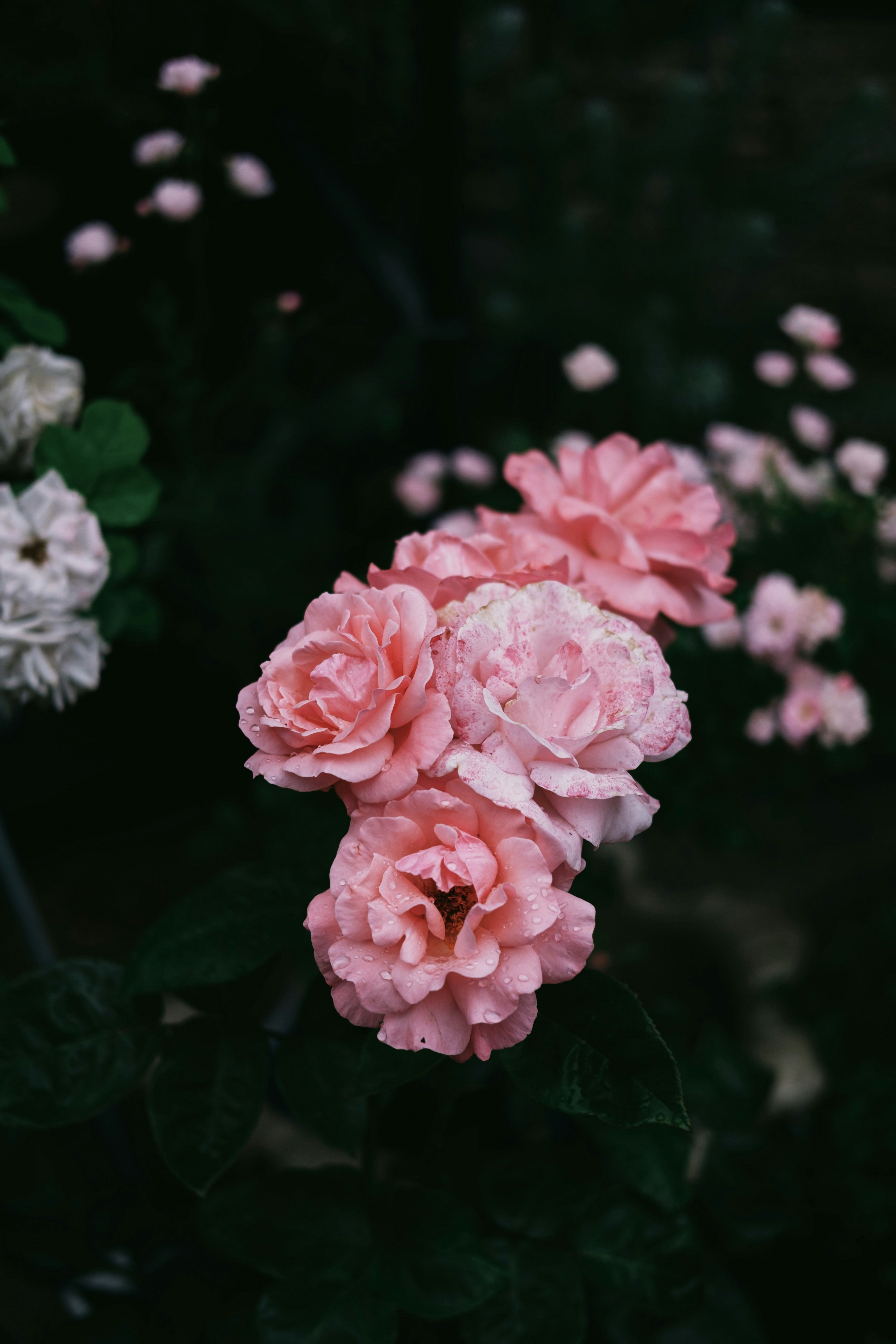 ピンクの花が咲いていますの写真 Unsplashの無料花写真