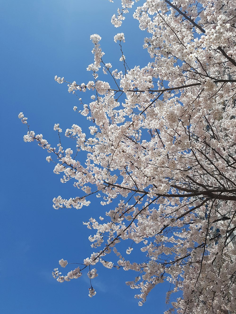 white-flowering tree under blue sky