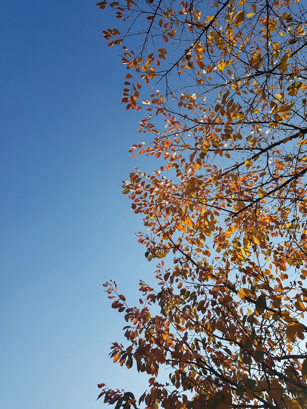 yellow-leafed tree across blue sky