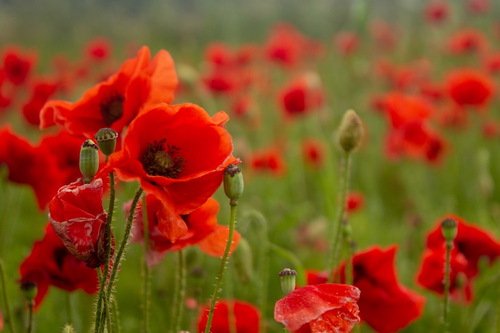 common poppy flower