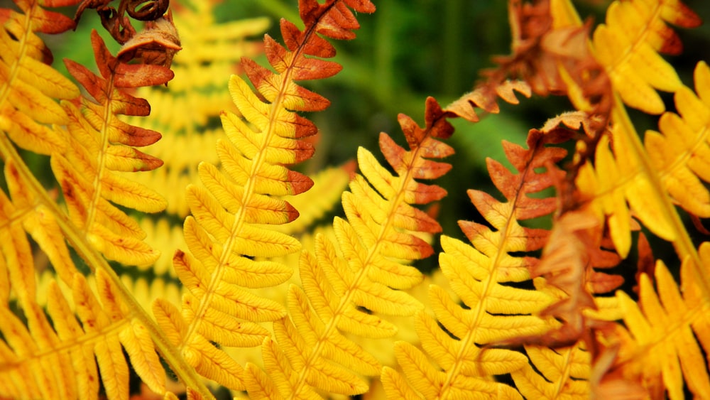 brown-leafed plants