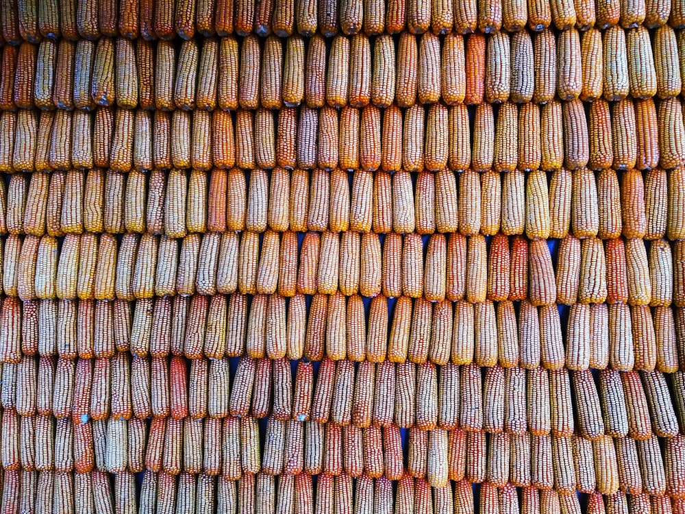 grilled corns