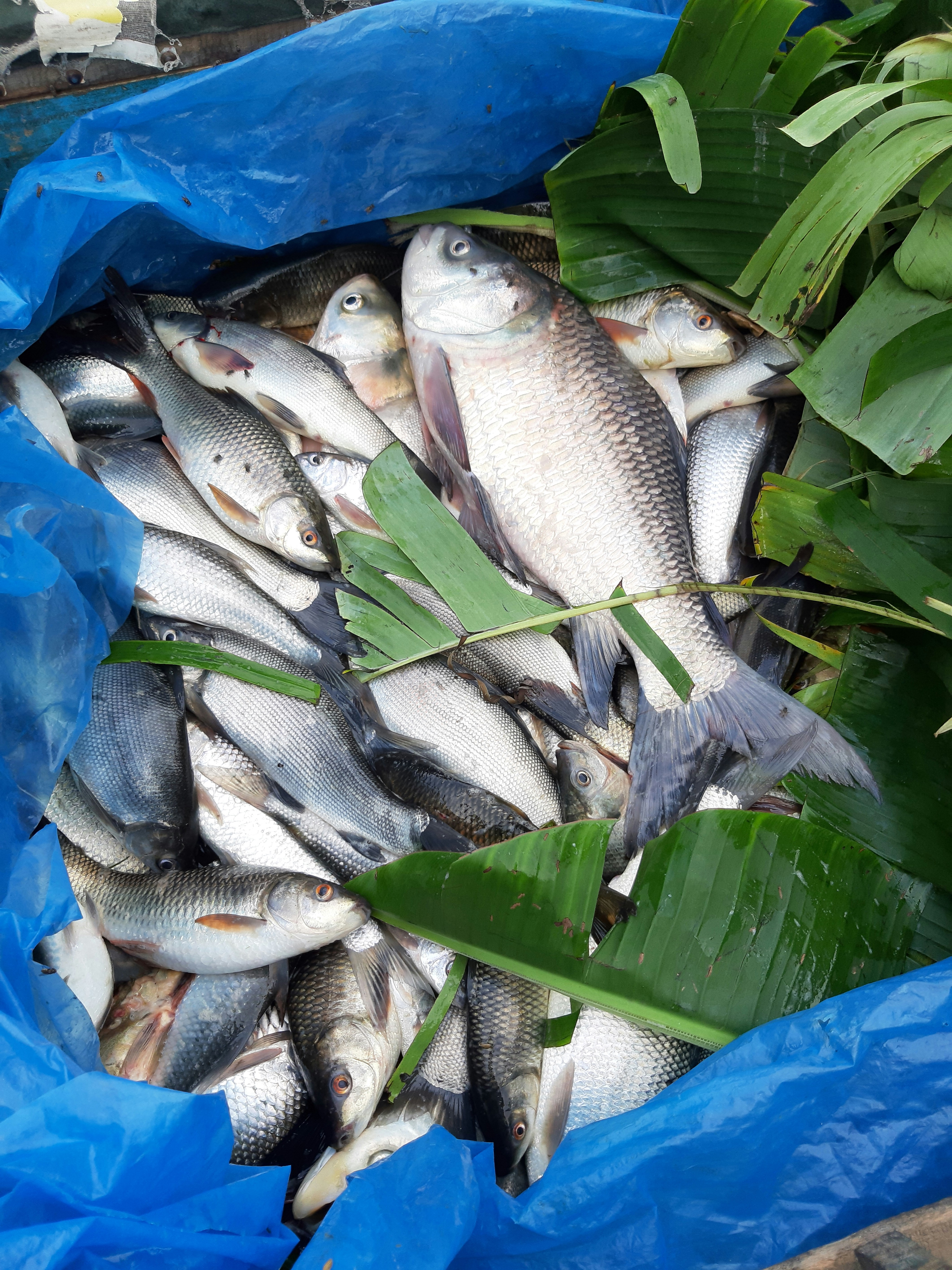 ikan bandeng