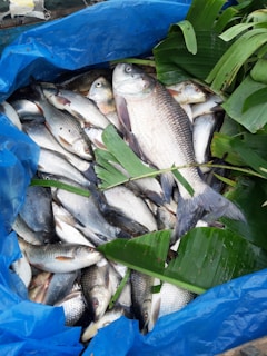 A collection of fish is placed on a blue surface, partially covered by green leaves. The fish vary in size and appear fresh, highlighting the texture and scales. The image conveys a sense of abundance and freshness.