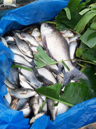 Close-up of healthy fish seeds ready for aquaculture at Agrifish