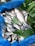 A collection of fish is placed on a blue surface, partially covered by green leaves. The fish vary in size and appear fresh, highlighting the texture and scales. The image conveys a sense of abundance and freshness.