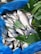 A collection of fish is placed on a blue surface, partially covered by green leaves. The fish vary in size and appear fresh, highlighting the texture and scales. The image conveys a sense of abundance and freshness.