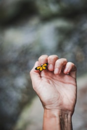 yellow butterfly on person's index finger
