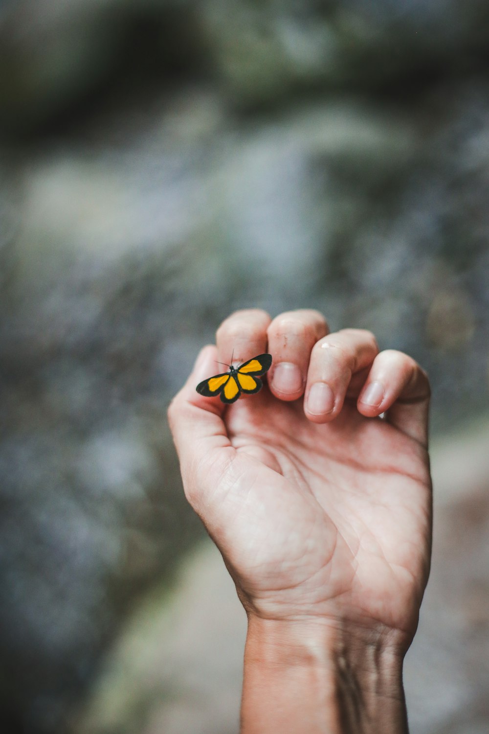 borboleta amarela no dedo indicador da pessoa