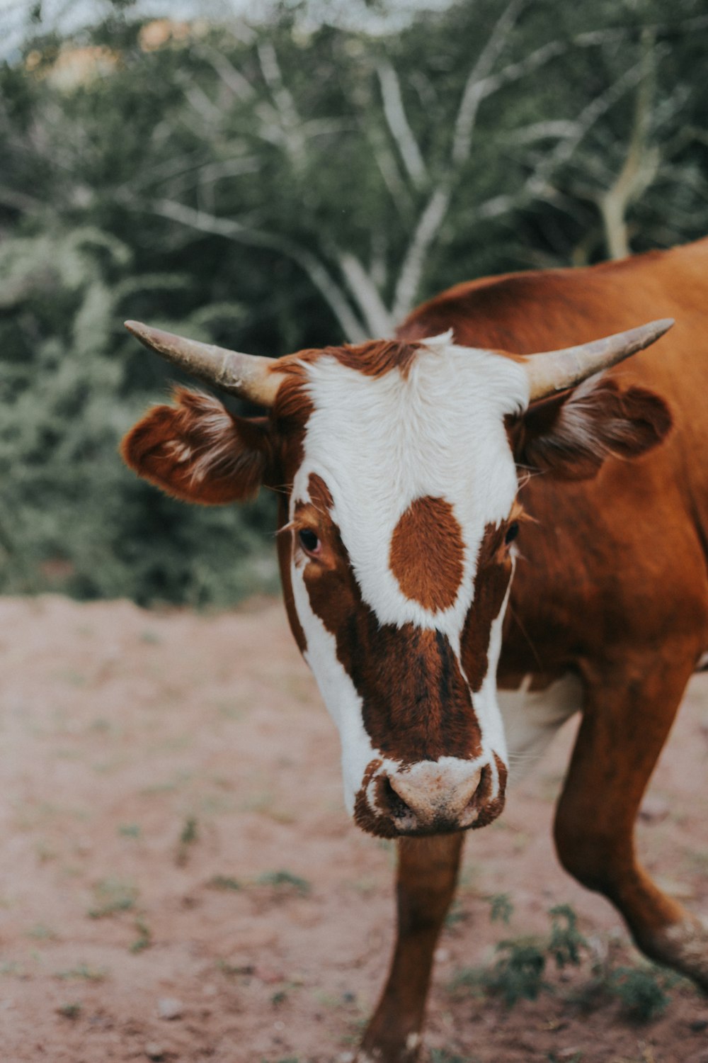 Vaca marrón y blanca