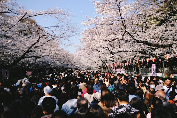 Sakura trees in full bloom at Ueno Park, Tokyo