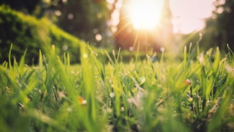 green grass field sunset scenery