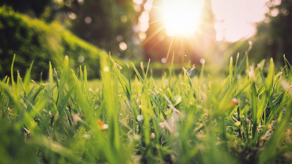 paysage de coucher de soleil de champ d’herbe verte