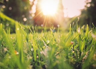 green grass field sunset scenery