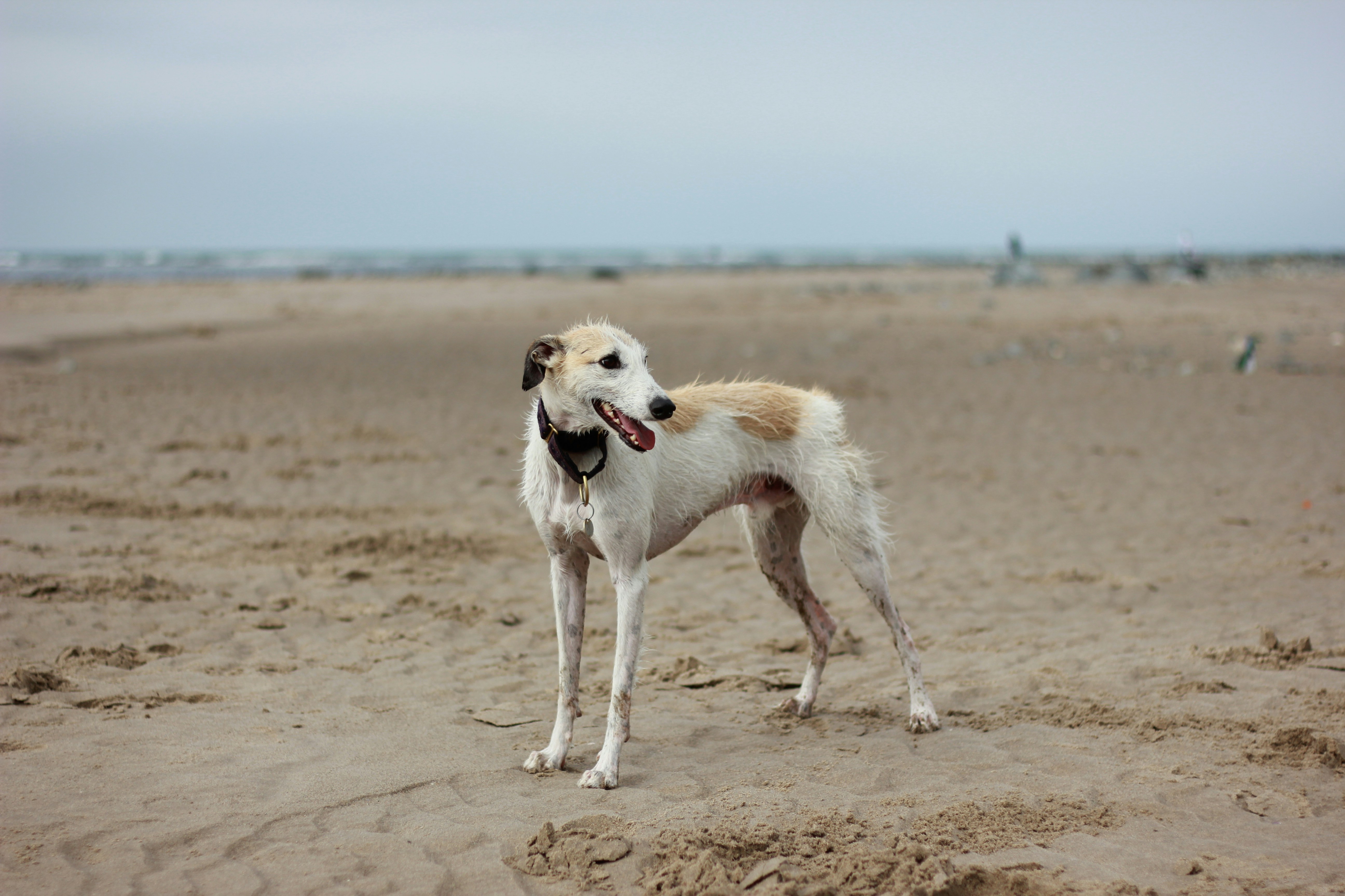 White And Brown Short Coat Large Dog Standing In Brown Open Field