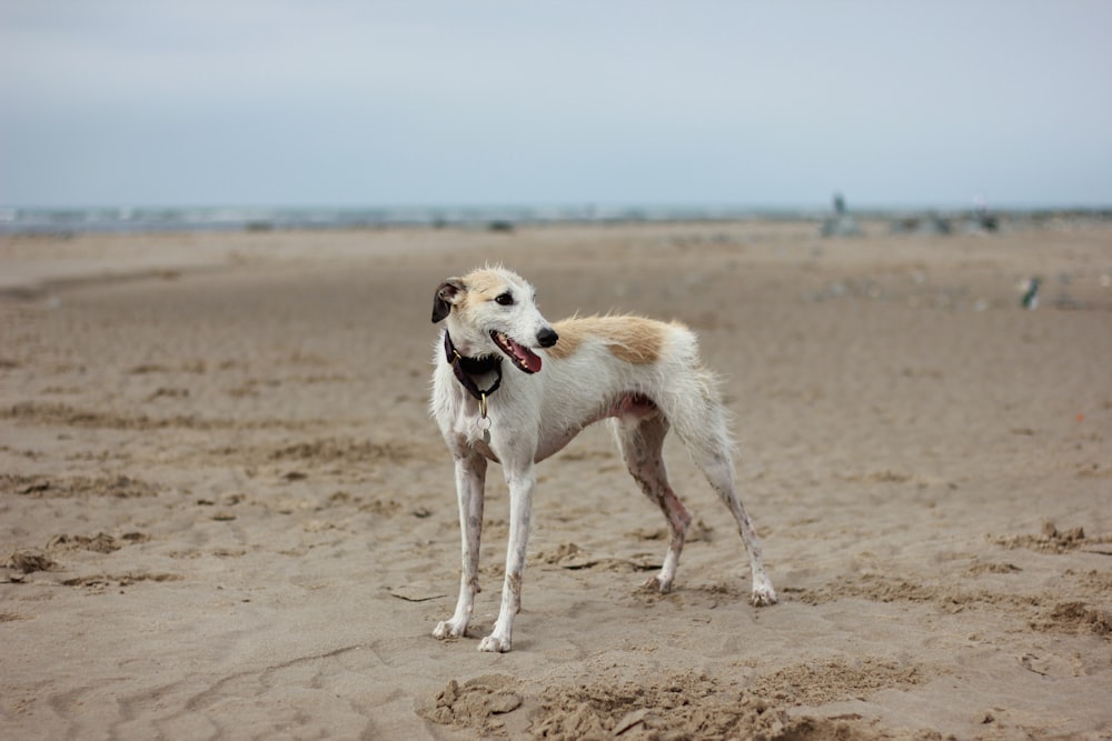 white and brown short coat large dog standing in brown open field